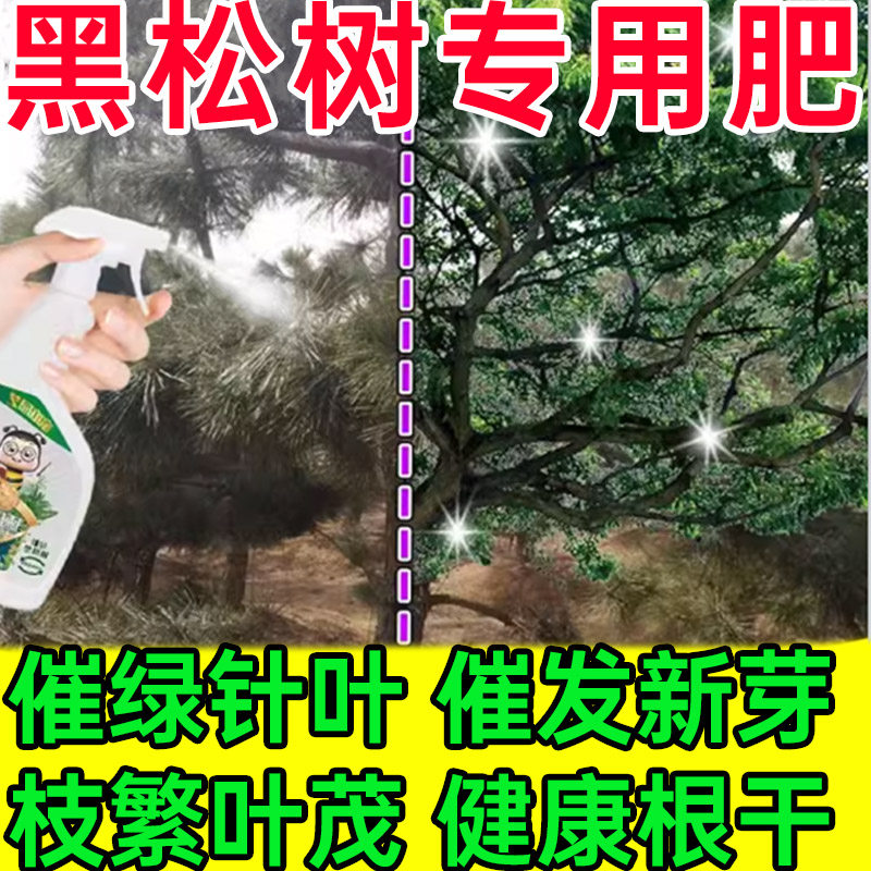 黑松专用肥松树营养液盆景蓬莱松罗汉五针松叶子发黄枯萎叶面肥