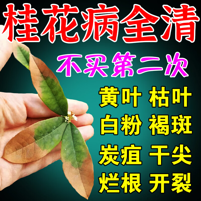 桂花枯叶病黄叶焦叶桂花树专用肥料杀菌剂盆栽营养液黄尖叶子焦尖