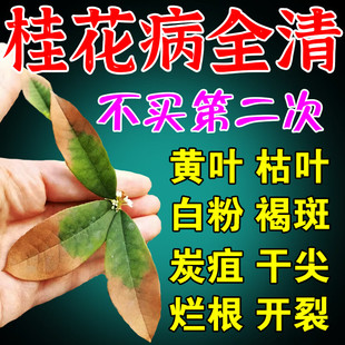 桂花枯叶病黄叶焦叶桂花树专用肥料杀菌剂盆栽营养液黄尖叶子焦尖