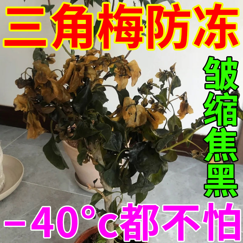 三角梅植物过冬防冻剂