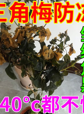 三角梅冬天植物防冻剂液防冻保温罩抗寒耐倒春防萎蔫发黑软榻掉叶