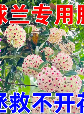 球兰花专用营养液花盆促花爆花有机花大色艳兰科植物专用