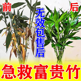 富贵竹营养液叶子发黄枯叶干尖专用绿植水培植物营养竹子促生根液