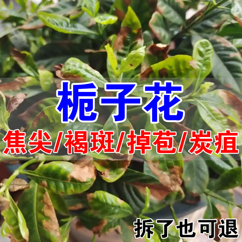 栀子花专用肥料预防叶子发黄枯萎掉苞不开花栀子花生根促花营养液