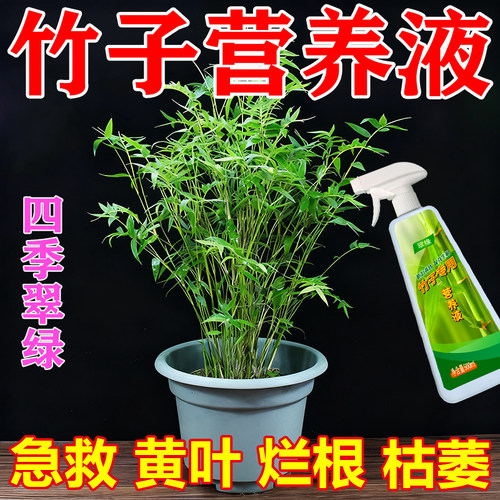 竹子专用营养液液体肥料