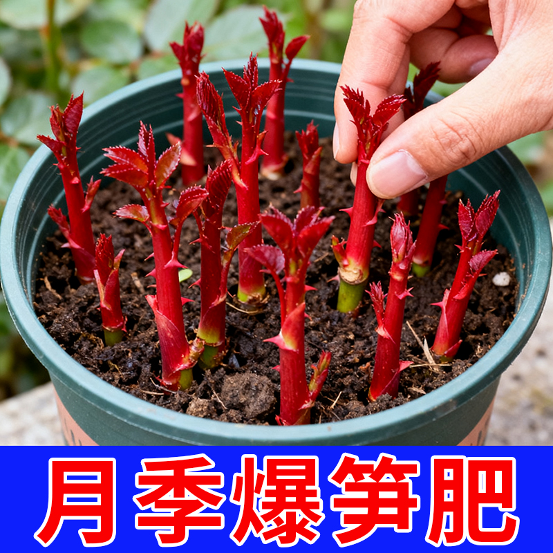 月季爆笋肥促新芽养花苞专用肥