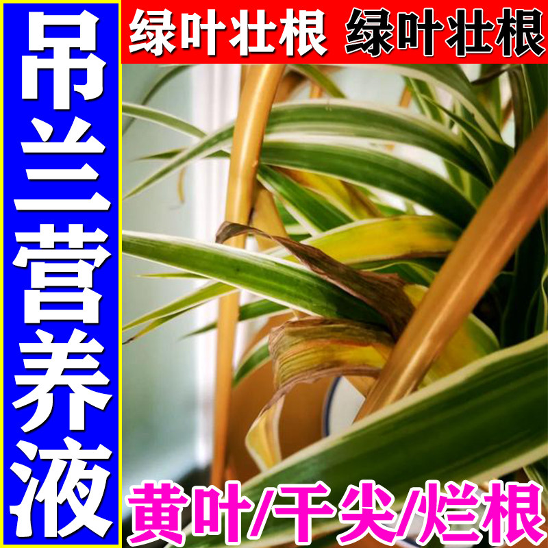 吊兰肥料专用营养液金边吊兰家用水土培盆栽植物养花通用型液体肥