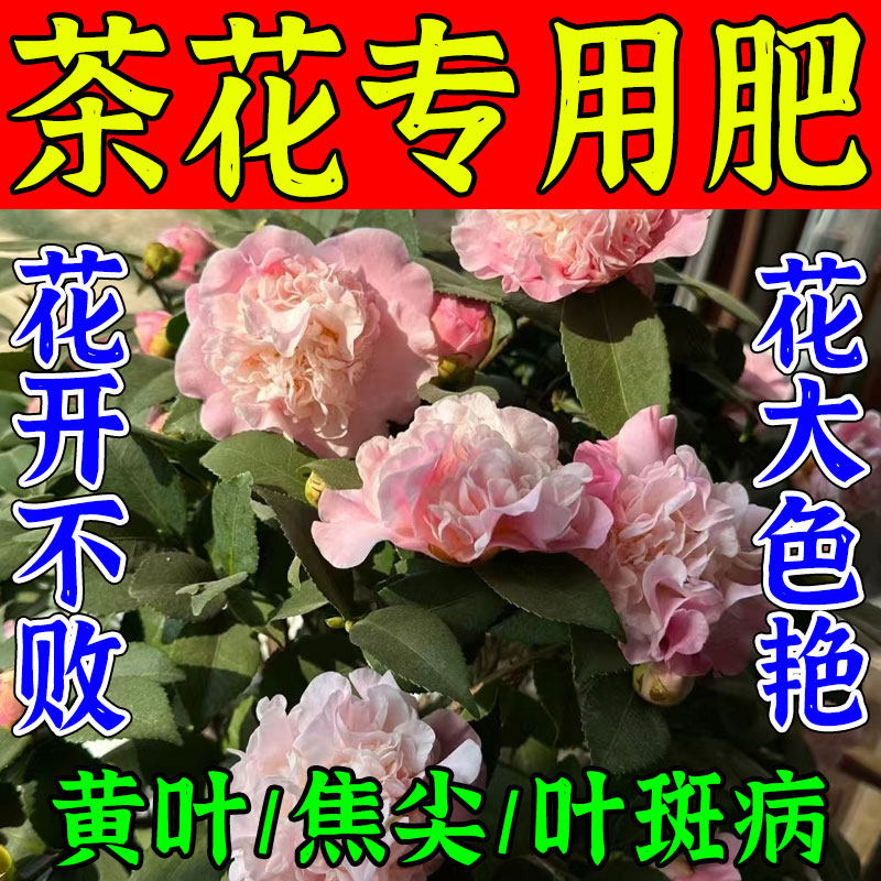 茶花专用肥营养液速效开花素枯叶焦尖黑斑病专用防掉花苞肥料,鲜花速递/花卉仿真/绿植园艺,家庭园艺肥料,淘宝优惠券,粉丝福利购,淘宝优惠卷
