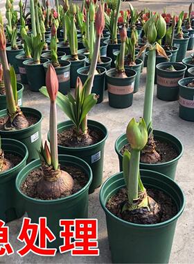 现货巨无霸系列大球荷兰进口朱顶红种球带花苞花剑重瓣易种活