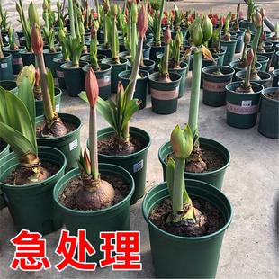 现货巨无霸系列大球荷兰进口朱顶红种球带花苞花剑重瓣易种活