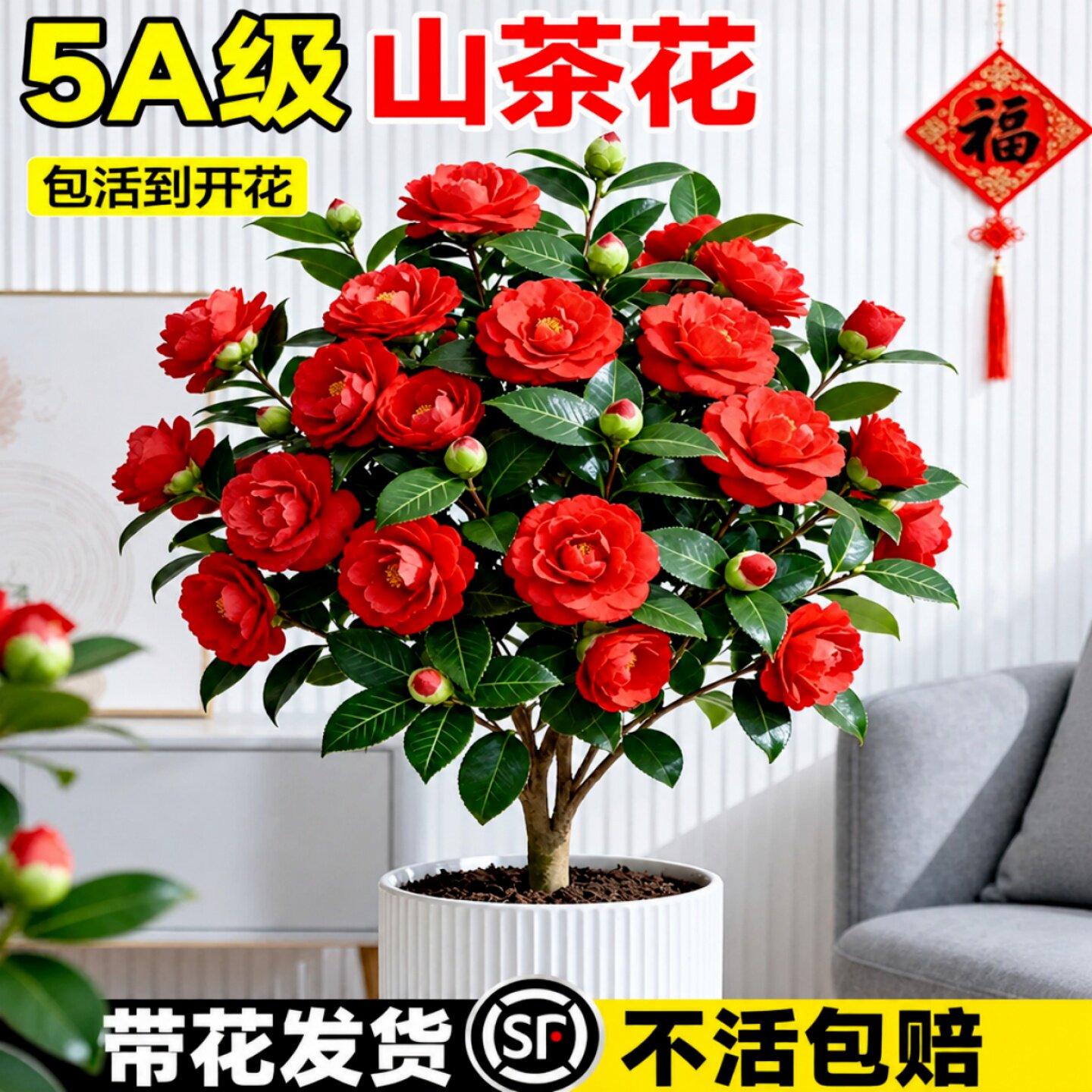 四季常青带苞易养山茶花树苗盆栽图片