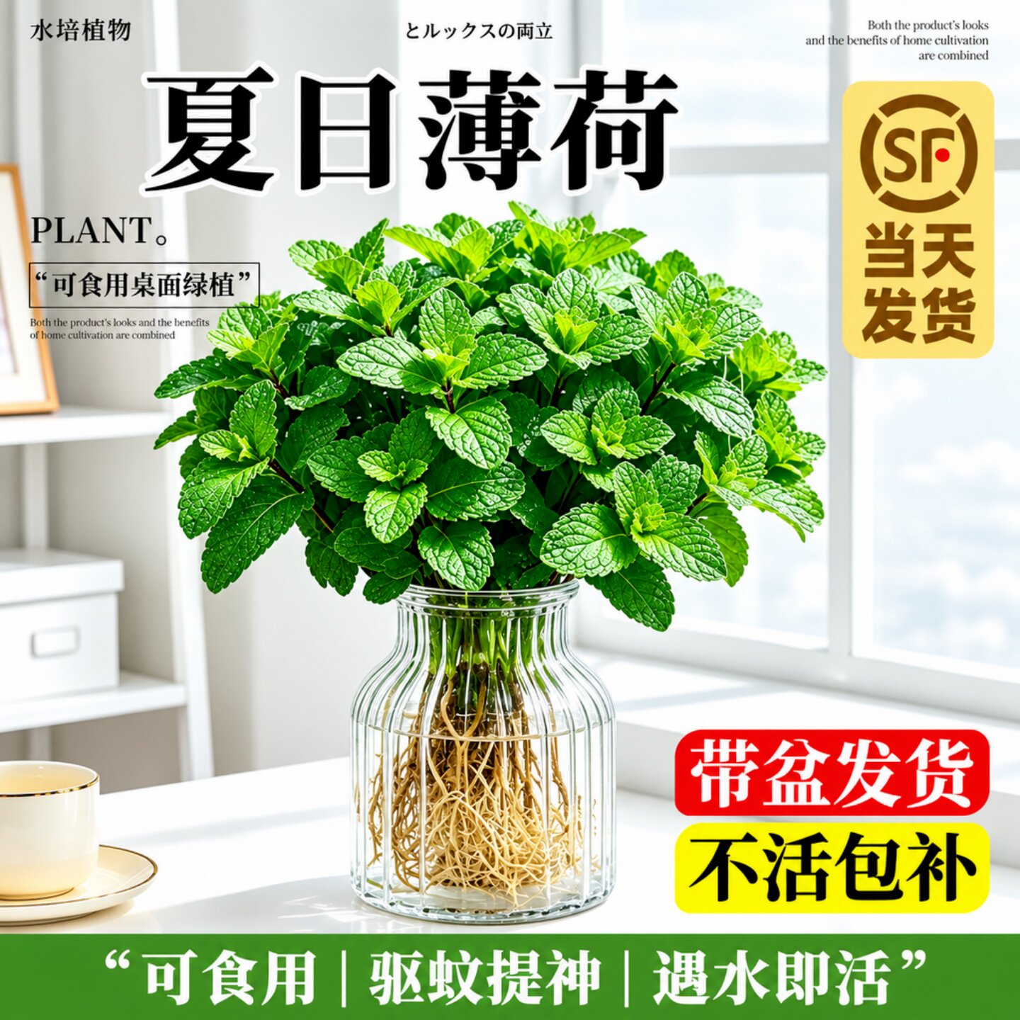 薄荷可食用水培植物留兰香薄荷叶室内迷迭香办公室桌面提神驱蚊草
