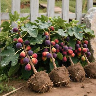 无花果树果苗带果盆栽树苗波姬红特大果南北方四季巴劳奈果树耐寒