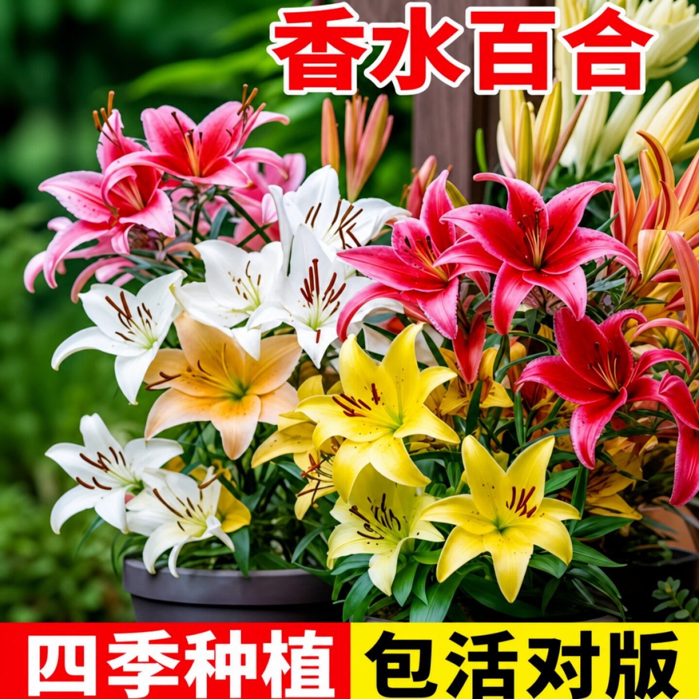 进口重瓣香水百合种球四季开花图片