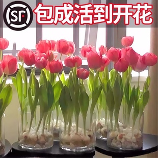 郁金香大种球水培套装 花卉鲜花盆栽风信子 玻璃瓶耐寒多年生四季