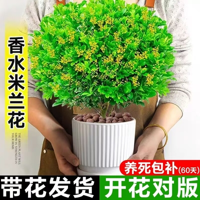 香水米兰花盆栽带苞老桩浓