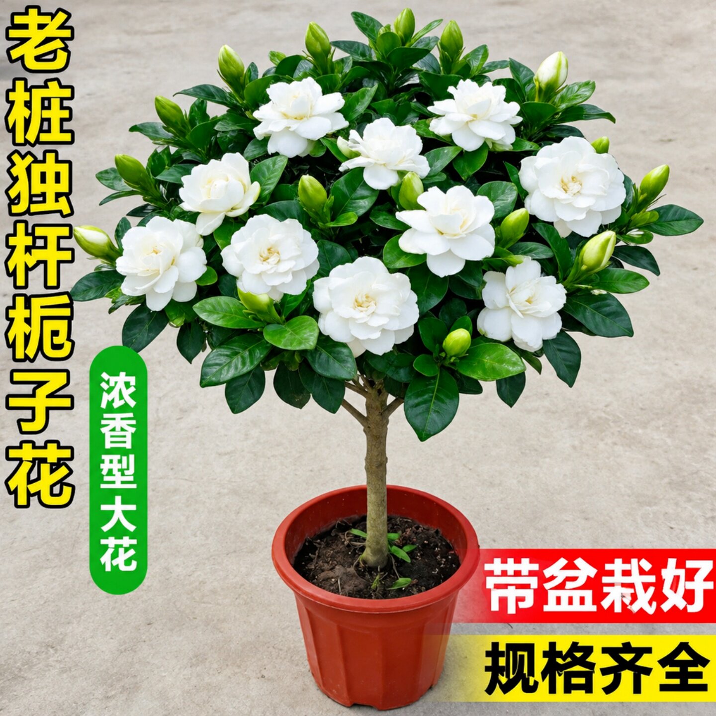 棒棒糖栀子花盆栽带花苞大叶牡丹独杆树苗室内阳台浓香型花卉绿植