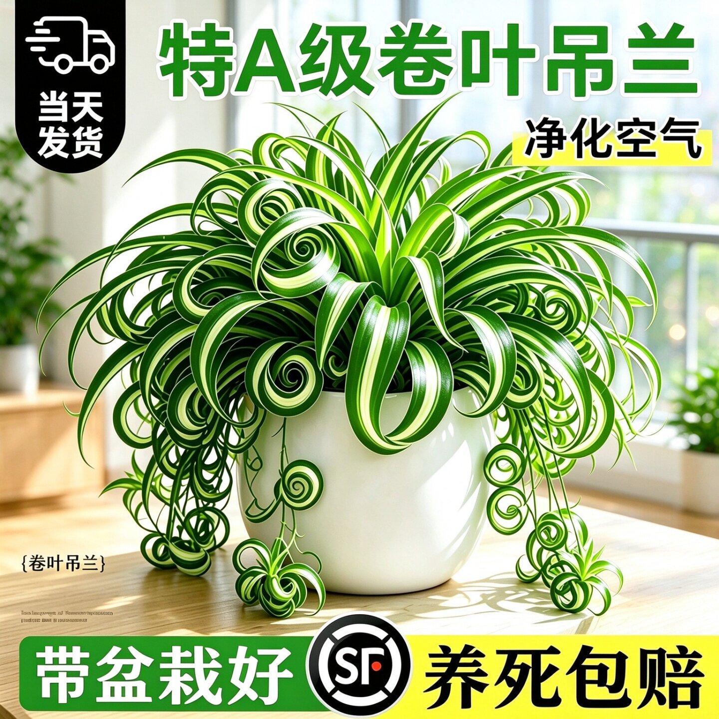 法国女郎金边吊兰盆栽金心卷叶绿植办公室桌面垂吊植物室内好养绿