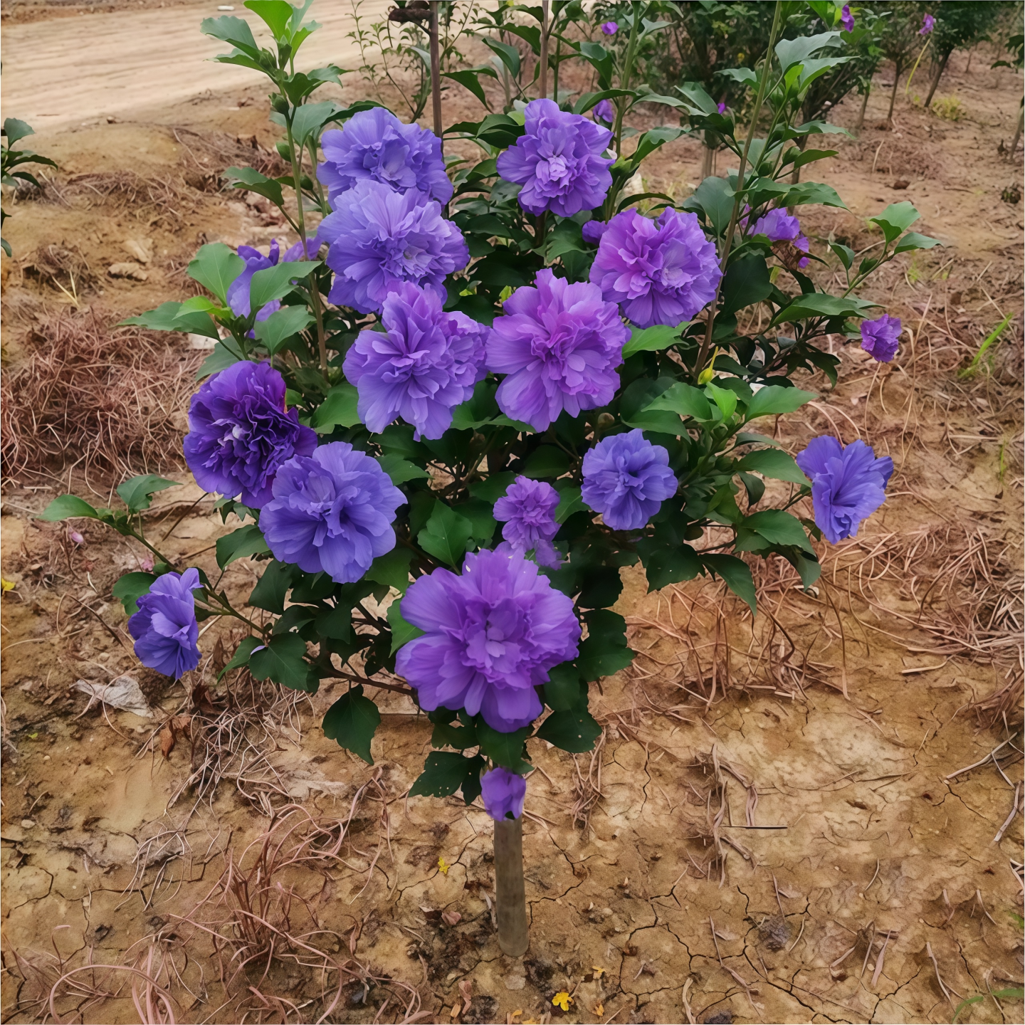 木槿花树苗重瓣大地栽盆蓝