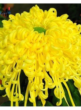 九月菊金丝菊牡丹菊可食用阳台庭院盆栽地栽四季种植好养易活菊花