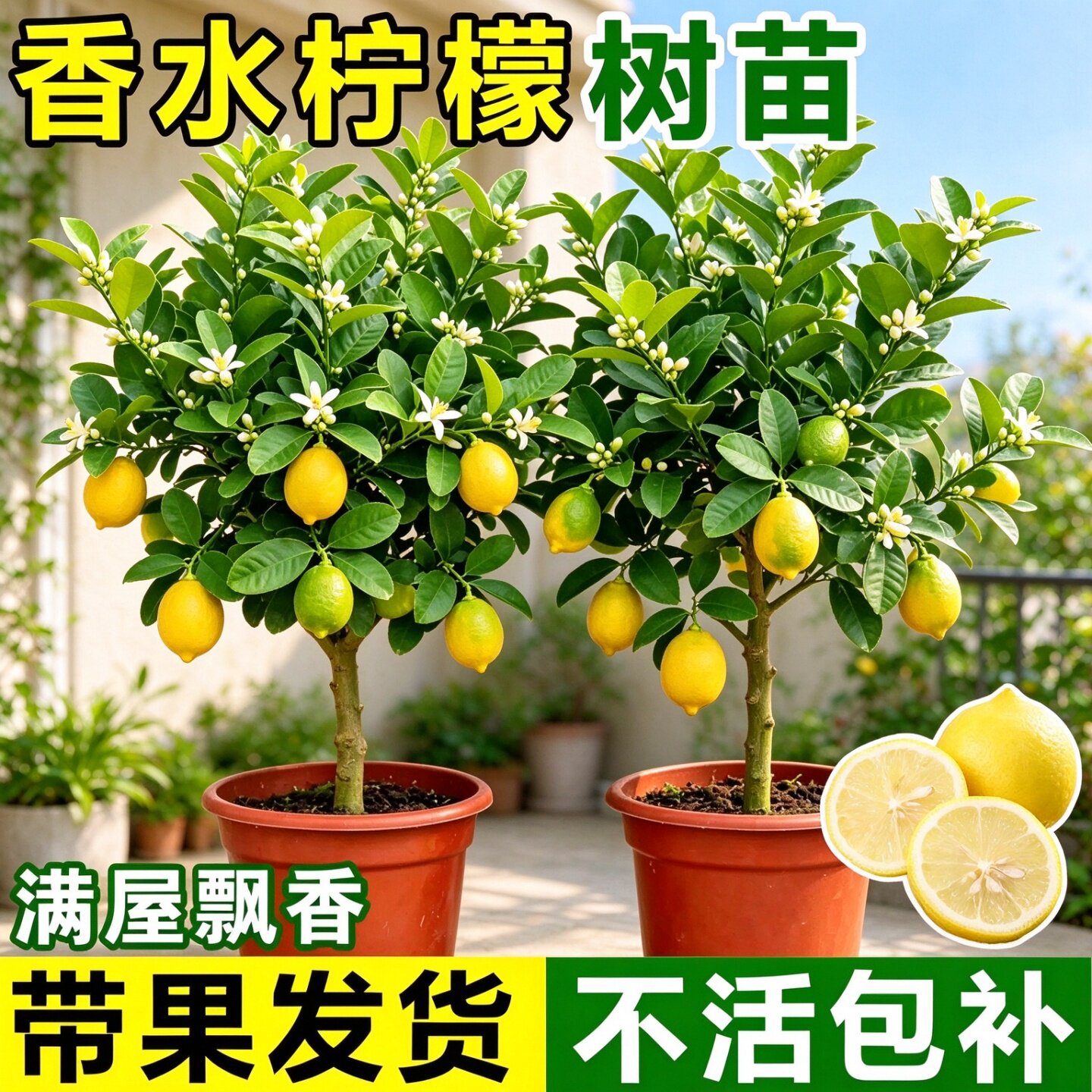 室内客厅易活养的香水柠檬树盆栽四季挂果可食用南北方适合种植居