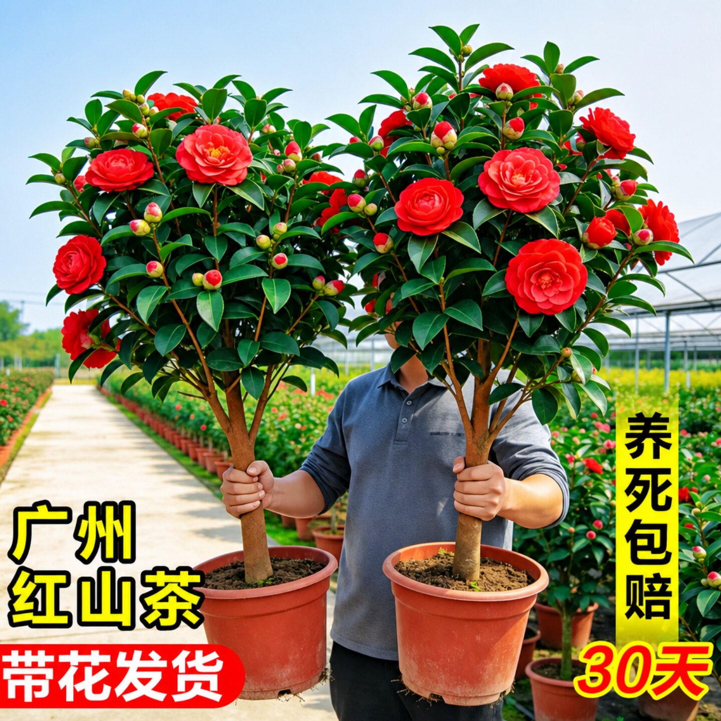茶花树苗盆栽四季开赤丹香图片