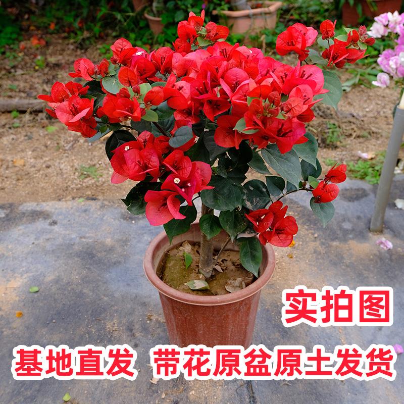 三角梅盆栽带花四季开爬藤