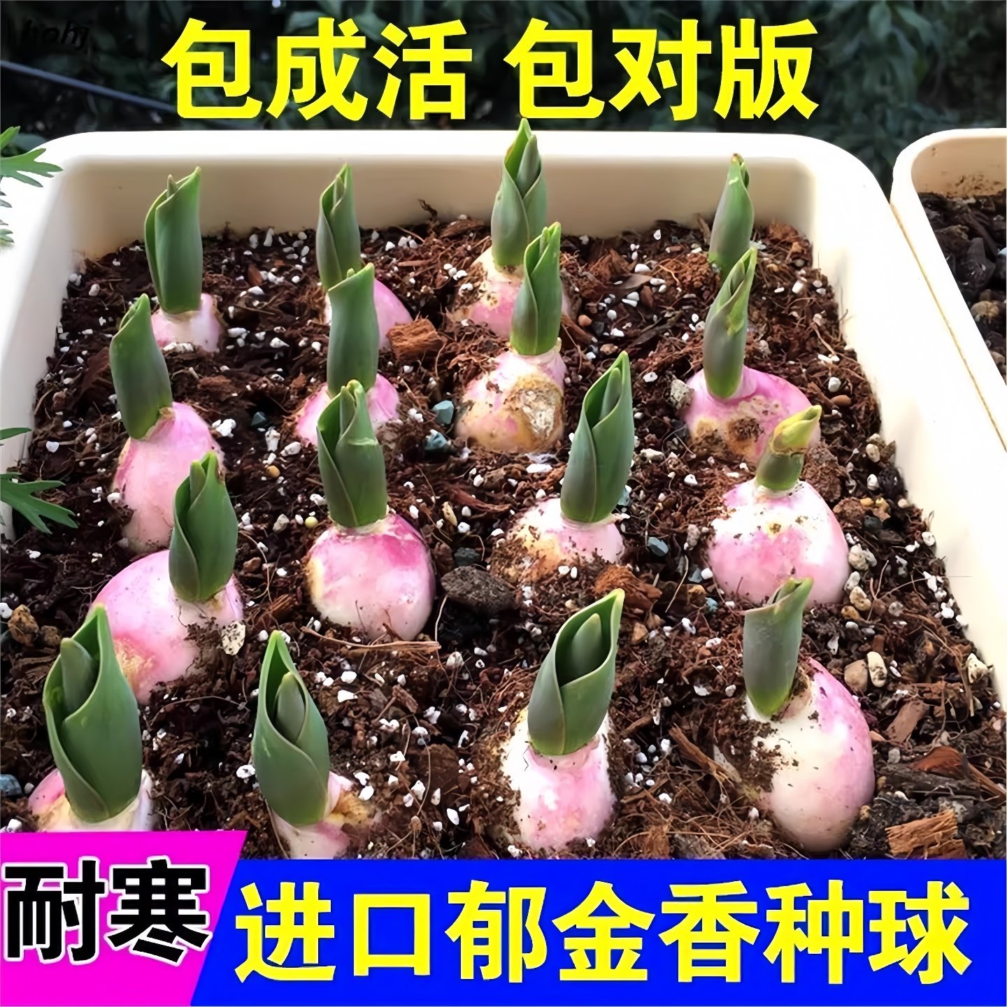 郁金香种球重瓣室内外植物郁金香大球水土培花苗四季种子花卉盆栽,鲜花速递/花卉仿真/绿植园艺,时令草本花卉,淘宝优惠券,粉丝福利购,淘宝优惠卷