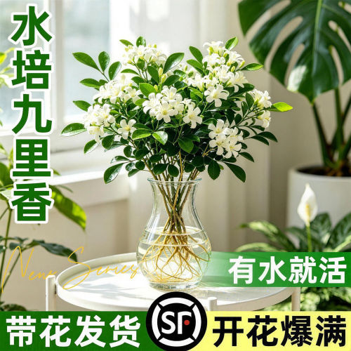 水培九里香茉莉盆栽四季开花