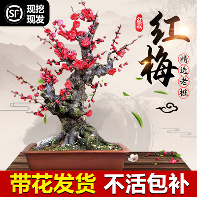 原生红梅花盆栽树苗老桩景