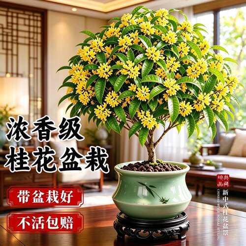 浓香黄桂花老桩盆栽四季开花