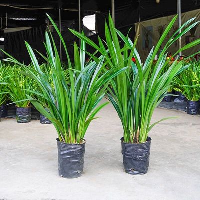 【特级兰花】高档苗墨企黑