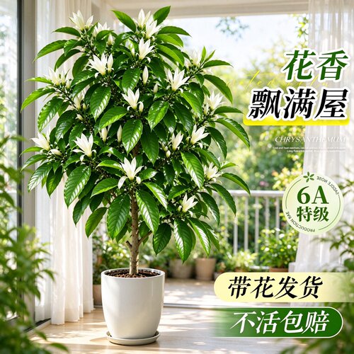 白玉兰黄角兰盆栽浓香易养四季