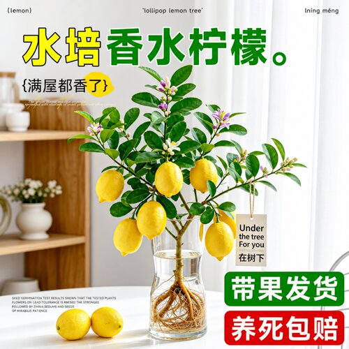 水培香水柠檬树室内驱蚊好养