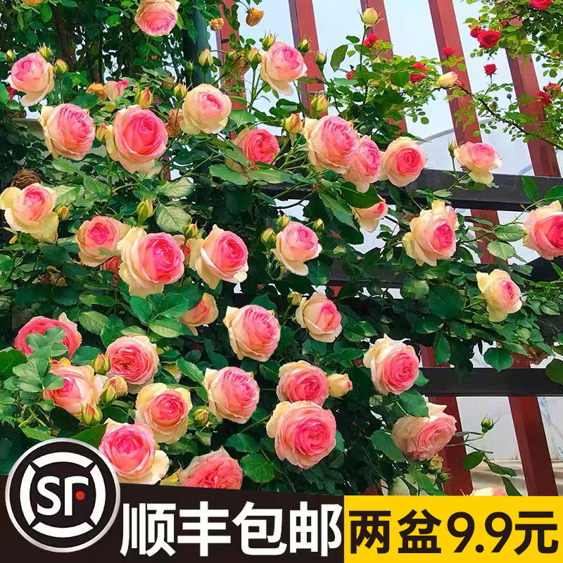 蔷薇花苗爬藤循环开花本月特