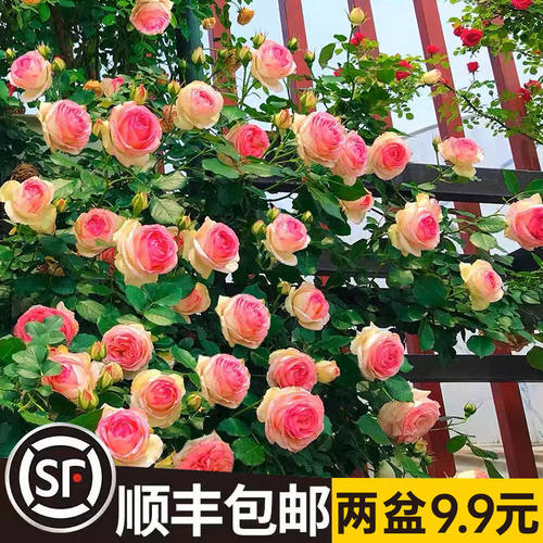 蔷薇花苗爬藤循环开花本月特