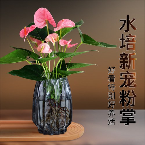 水培植物粉掌盆栽带花苞室