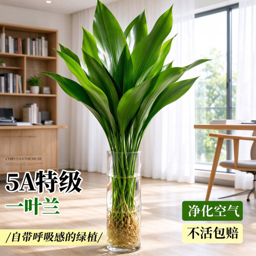 一叶兰水培大叶室内好养净化空气