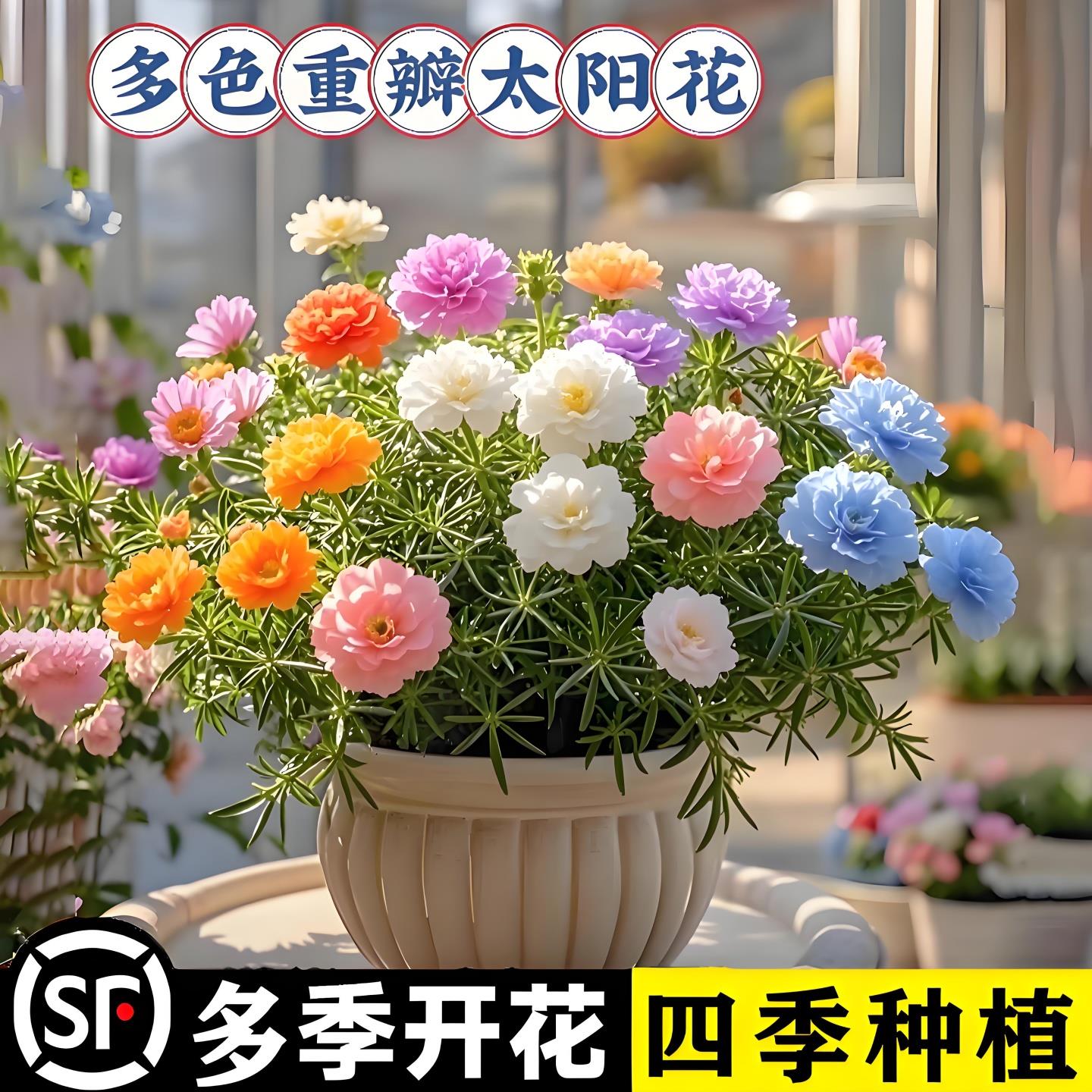 太阳花苗重瓣大盆栽带苞四