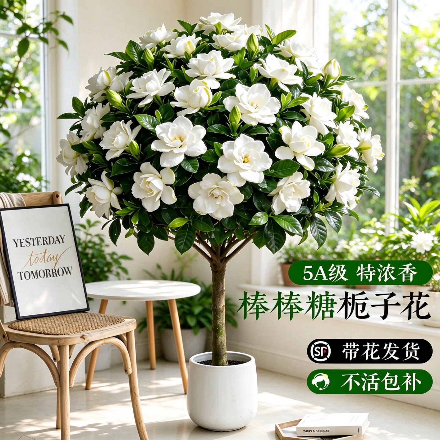 独杆棒棒糖栀子花盆栽老桩带花苞四季开花绿植阳台庭院易养植物