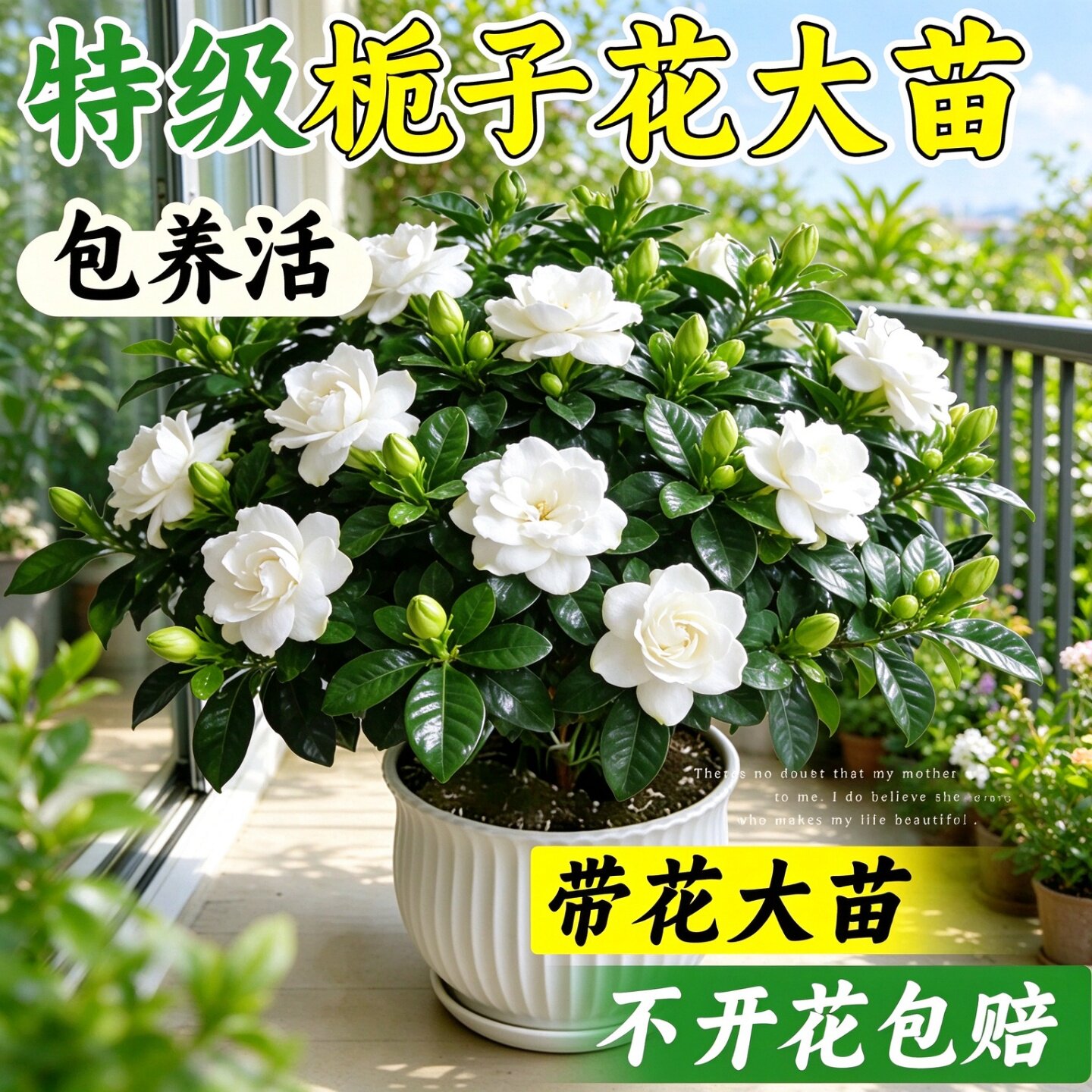 栀子花盆栽大叶树苗室内客厅绿植四季常开带浓香花苞好养易活居家