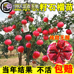 大石榴树树苗突尼斯软籽庭院果树盆栽矮化南方北方耐寒蒙阳红石榴