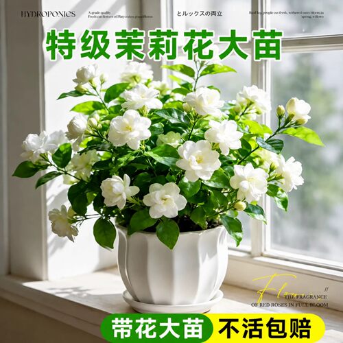 茉莉花盆栽老桩四季开花好养