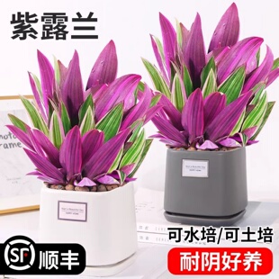 紫露兰水培绿植物吊兰小盆栽室内办公室桌面花卉油画婚礼四季好养