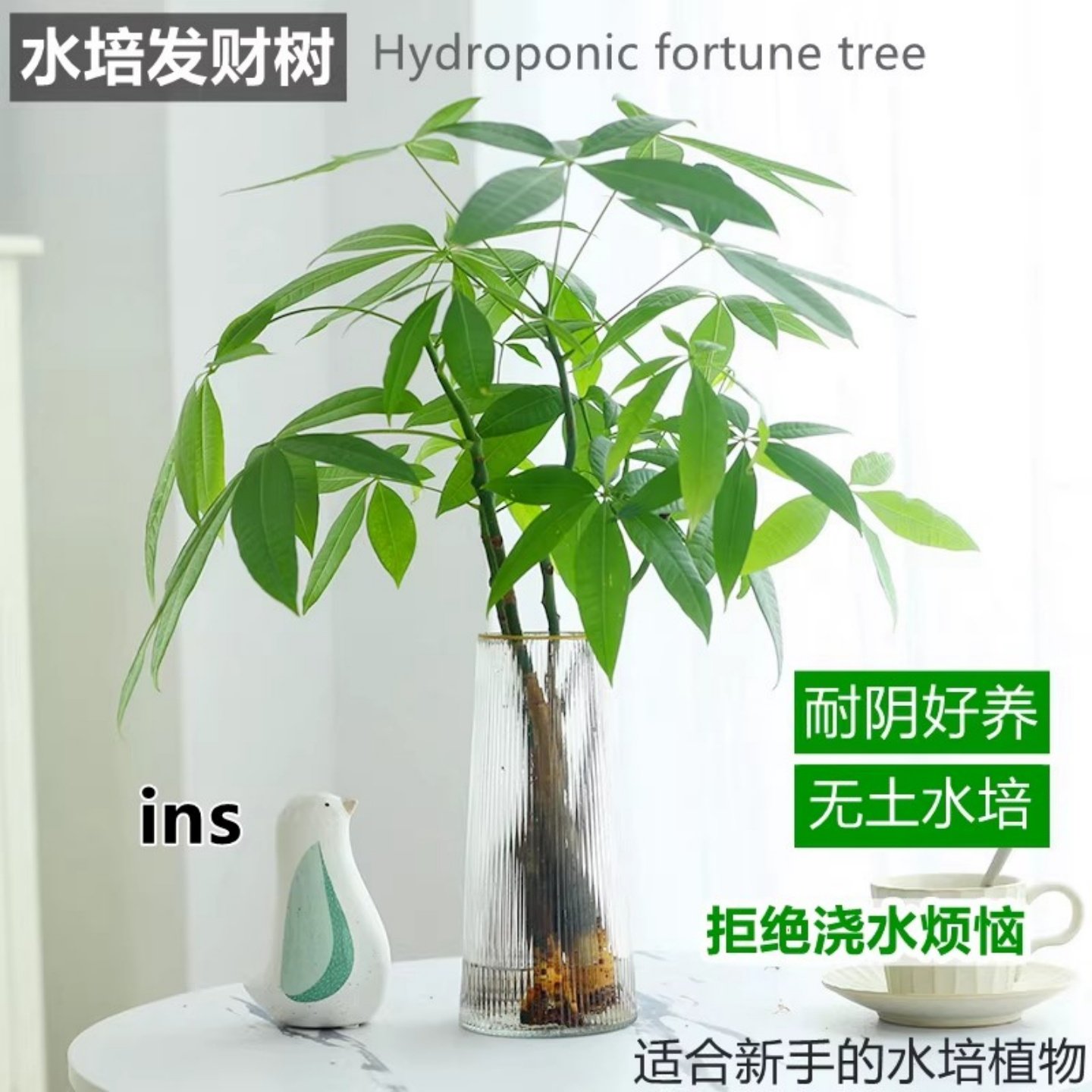 水培植物发财树盆栽室内客厅四季好养水养办公室桌面绿植花卉盆景,鲜花速递/花卉仿真/绿植园艺,绿植,淘宝优惠券,粉丝福利购,淘宝优惠卷