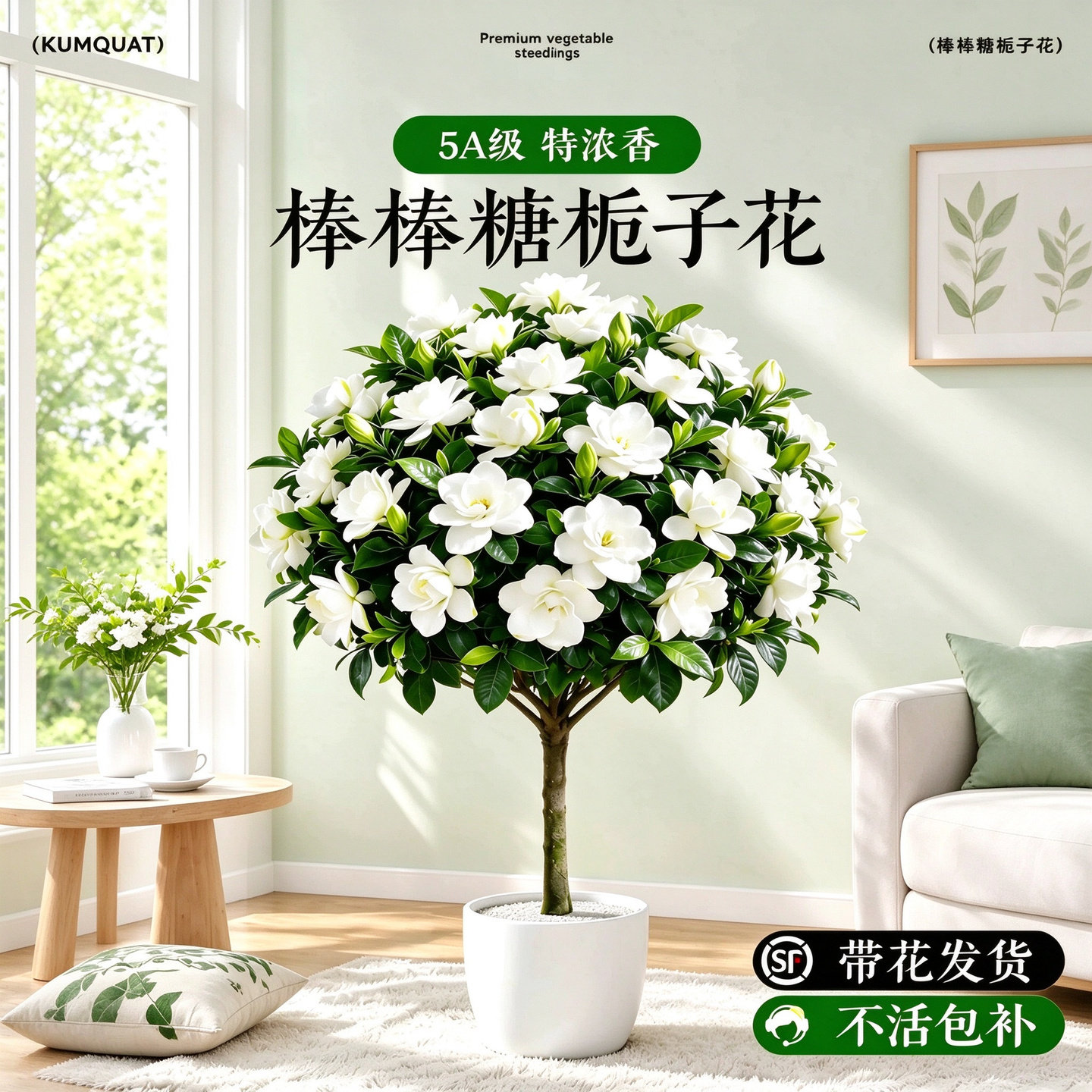 阳台四季开花绿植独杆棒棒糖栀子花老桩盆栽带花苞室内大树苗