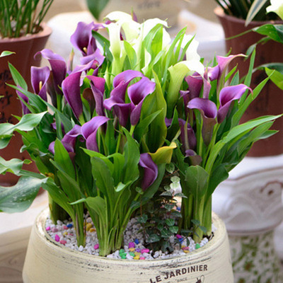 进口彩色马蹄莲种球带芽大