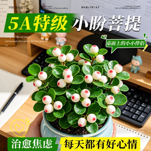 小盼菩提老桩带果懒人好养盆景