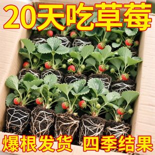 草莓苗穴盘苗秧丹东盆栽特大号奶油玄玉红颜黑珍珠脱毒苗四季结果