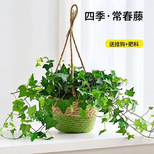 常春藤盆栽四季常青室内阳台